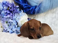 Oliver, a male Miniature Dachshund for sale in Belgrade, MN – Photo 4 of 10