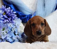 Oliver, a male Miniature Dachshund for sale in Belgrade, MN – Photo 8 of 10
