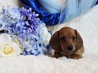 Oliver, a male Miniature Dachshund for sale in Belgrade, MN – Photo 3 of 10