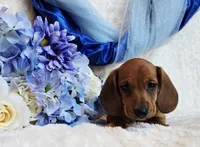 Oliver, a male Miniature Dachshund for sale in Belgrade, MN – Photo 10 of 10