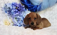 Oliver, a male Miniature Dachshund for sale in Belgrade, MN – Photo 2 of 10