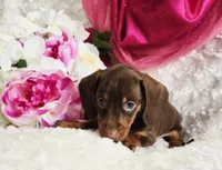 Kisses, a female Miniature Dachshund for sale in Belgrade, MN – Photo 8 of 10