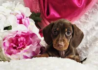 Kisses, a female Miniature Dachshund for sale in Belgrade, MN – Photo 5 of 10
