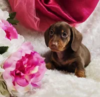 Kisses, a female Miniature Dachshund for sale in Belgrade, MN – Photo 3 of 10