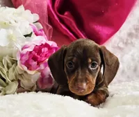 Kisses, a female Miniature Dachshund for sale in Belgrade, MN – Photo 4 of 10