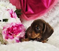 Kisses, a female Miniature Dachshund for sale in Belgrade, MN – Photo 2 of 10