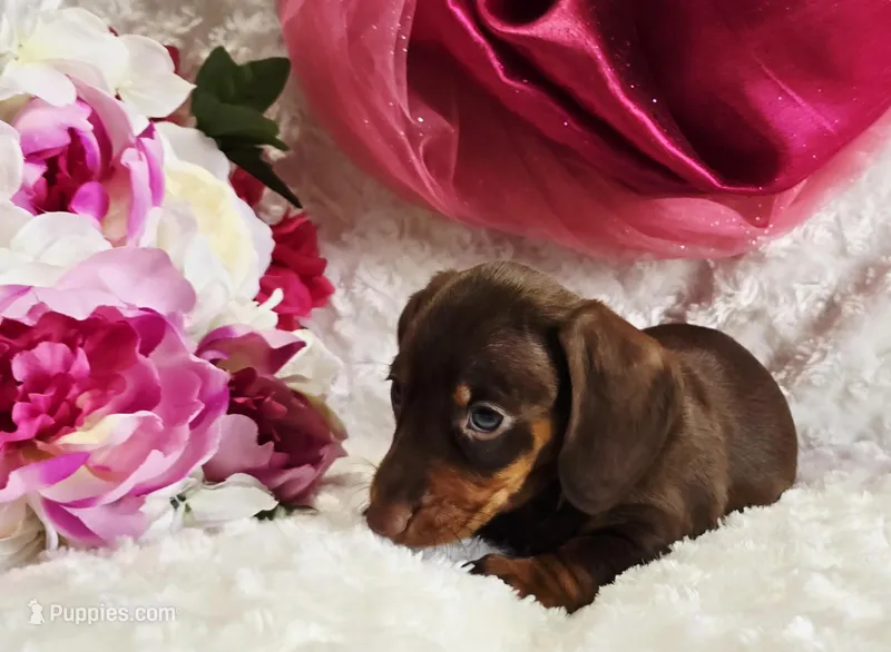 Kisses – Miniature Dachshund puppy for sale in Belgrade, MN