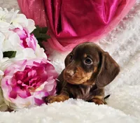 Kisses, a female Miniature Dachshund for sale in Belgrade, MN – Photo 10 of 10