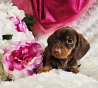 Kisses, a female Miniature Dachshund for sale in Belgrade, MN – Photo 7 of 10