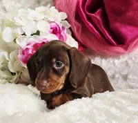 Kisses, a female Miniature Dachshund for sale in Belgrade, MN – Photo 9 of 10