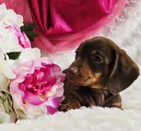 Kisses, a female Miniature Dachshund for sale in Belgrade, MN – Photo 6 of 10