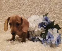 Oliver, a male Miniature Dachshund for sale in Belgrade, MN – 7 of 10