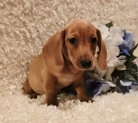 Oliver, a male Miniature Dachshund for sale in Belgrade, MN – 10 of 10