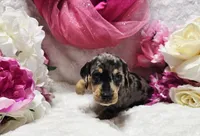 Madam, a female Miniature Dachshund for sale in Belgrade, MN – 8 of 10