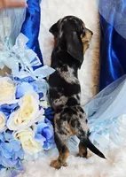 Boo, a male Miniature Dachshund for sale in Belgrade, MN – 6 of 10
