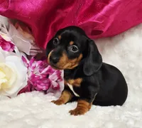 Darla, a female Miniature Dachshund for sale in Belgrade, MN – 9 of 10