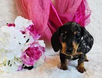 Wendy, a female Miniature Dachshund for sale in Belgrade, MN – 7 of 9