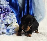 Hondo, a male Miniature Dachshund for sale in Belgrade, MN – 5 of 10