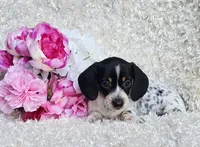 Sadie, a female Miniature Dachshund for sale in Belgrade, MN – 1 of 6