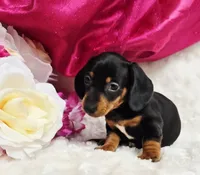 Darla, a female Miniature Dachshund for sale in Belgrade, MN – 7 of 10