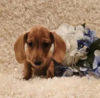 Oliver, a male Miniature Dachshund for sale in Belgrade, MN – 9 of 10