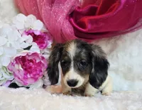 Jewels , a female Miniature Dachshund for sale in Belgrade, MN – 8 of 10