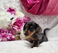 Sadie, a female Miniature Dachshund for sale in Belgrade, MN – 9 of 10