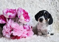 Sadie, a female Miniature Dachshund for sale in Belgrade, MN – 4 of 6