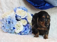 Scoutt, a male Miniature Dachshund for sale in Belgrade, MN – 8 of 10