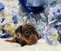 Cudda, a male Miniature Dachshund for sale in Belgrade, MN – 8 of 9