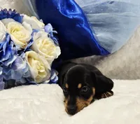 Stan, a male Miniature Dachshund for sale in Belgrade, MN – 7 of 7