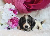 Jewels , a female Miniature Dachshund for sale in Belgrade, MN – 6 of 10