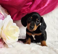 Darla, a female Miniature Dachshund for sale in Belgrade, MN – 4 of 10