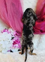 Lou, a female Miniature Dachshund for sale in Belgrade, MN – 7 of 7