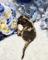 Cudda, a male Miniature Dachshund for sale in Belgrade, MN – 4 of 9