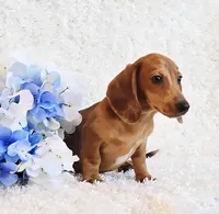 Banjo, a male Miniature Dachshund for sale in Belgrade, MN – Photo 2 of 10