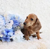Banjo, a male Miniature Dachshund for sale in Belgrade, MN – Photo 1 of 10