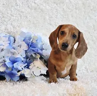 Banjo, a male Miniature Dachshund for sale in Belgrade, MN – Photo 7 of 10