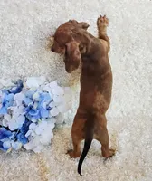 Banjo, a male Miniature Dachshund for sale in Belgrade, MN – Photo 9 of 10