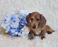 Banjo, a male Miniature Dachshund for sale in Belgrade, MN – Photo 10 of 10
