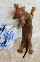 Banjo, a male Miniature Dachshund for sale in Belgrade, MN – Photo 8 of 10