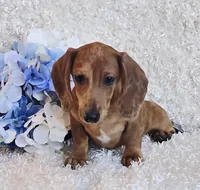 Banjo, a male Miniature Dachshund for sale in Belgrade, MN – Photo 6 of 10