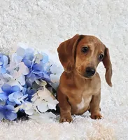 Banjo, a male Miniature Dachshund for sale in Belgrade, MN – Photo 5 of 10