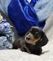 Blue, a male Miniature Dachshund for sale in Belgrade, MN – 7 of 7
