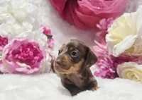 Kisses, a female Miniature Dachshund for sale in Belgrade, MN – 6 of 10