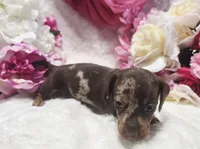 Kisses, a female Miniature Dachshund for sale in Belgrade, MN – 4 of 10