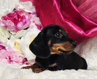 Sally, a female Miniature Dachshund for sale in Belgrade, MN – 8 of 10