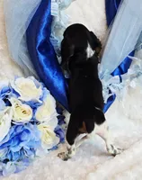 Rabbit, a male Miniature Dachshund for sale in Belgrade, MN – 1 of 10