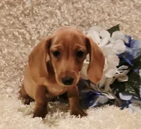 Oliver, a male Miniature Dachshund for sale in Belgrade, MN – 8 of 10