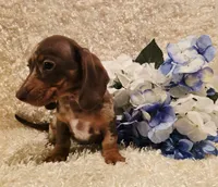 Hurshal, a male Miniature Dachshund for sale in Belgrade, MN – 9 of 10